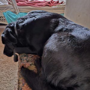 Meet your Posher, Suzanne